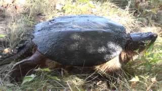 Snapping Turtle [upl. by Ib]