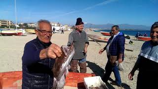 Schiavonea Corigliano Calabro la pesca di oggi una bellissima pescatrice [upl. by Bessy]