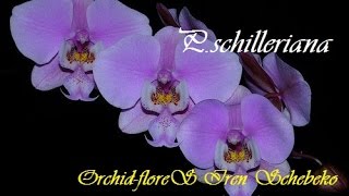 Орхидея Phal schilleriana [upl. by Deaner]