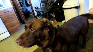 Chocolate Lab Dog Singing Howling amp Barking [upl. by Jackqueline]