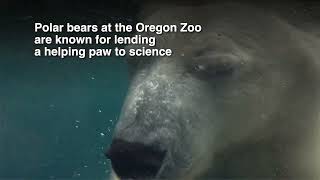 How Oregon Zoo Polar Bears Help Scientists [upl. by Anaderol]