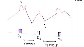 Jugular venous pulse JVP physiology medicine mbbs easy notes [upl. by Deming57]