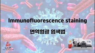 LCK Immunofluorescence staining 면역형광 염색법 [upl. by Lepine147]