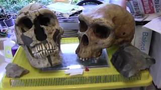 Meet the ancestors Neanderthal and Homo heidelbergensis [upl. by Aihsemot]