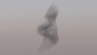 Starling murmuration Rare phenomenon in the skies above Israel [upl. by Boote62]