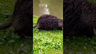 NutriaCoypu River Rat Nonnative but expanding its range Large orange teeth Remix of closeup [upl. by Hoppe]