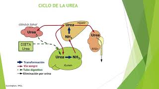 Sistema Digestivo en Rumiantes [upl. by Nutter328]