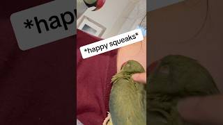 Snuggle time ☺️ talkingparrot babyanimals talkingbird family cuteanimals snuggle cuddle [upl. by Kellyann617]