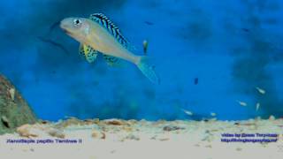 Xenotilapia papilio Tembwe II with fry [upl. by Pepin]