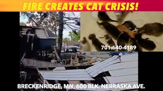 Breckenridge Fire Creates Cat Crisis [upl. by Lasonde]