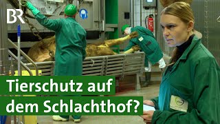 Als Tierärztin auf dem Schlachthof arbeiten  Tierschutz  Unser Land  BR [upl. by Aihsenek]