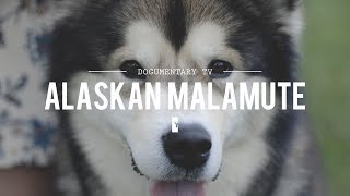 ALL ABOUT ALASKAN MALAMUTES THE HEAVY DUTY SLED DOG [upl. by Nylazor352]