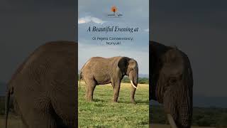 A Beautiful Evening at Ol Pejeta Conservation Nanyuki [upl. by Alasteir]