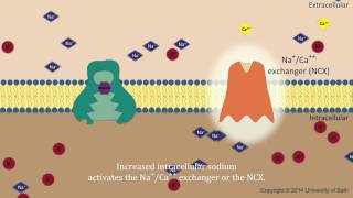 Digoxin  mechanism of action [upl. by Waddell390]