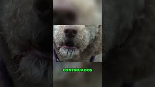 ¿QUÉ SIGNIFICAN LOS LADRIDOS DE TU PERRO ¿Sabes cómo se está comunicando y qué te quiere decir [upl. by Airyk]