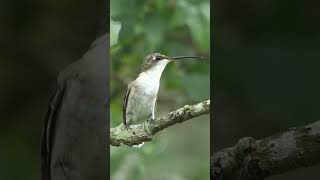 Hummingbird looks left looks right takes flight [upl. by William]