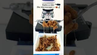 Natto Under The Microscope 😱😱 shorts natto underthemicroscope microscope [upl. by Foy]