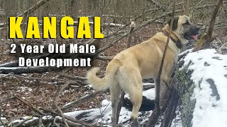 MALE KANGAL  2 YEAR GROWTH  TURKISH KANGAL DOGS [upl. by Shiekh159]