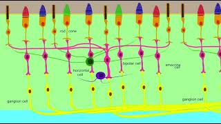 anaxonic neurons [upl. by Ainav]