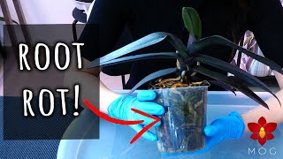 Saving Phalaenopsis Orchid with Root Rot  Orchid Care for Beginners [upl. by Ramoj]