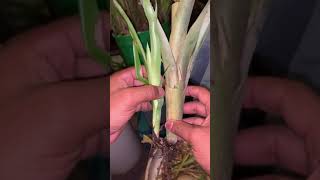 Cuidados de las bromelias  Bromeliad care part 2 [upl. by Yanrahc]