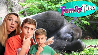 Visitamos la familia de Papa Gorila en Loro Parque [upl. by Gee331]