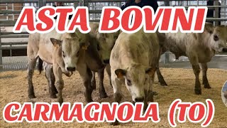 ASTA BOVINI CARMAGNOLA TO PIEMONTE 8 CAPI TOTALI AZROERO BESTIAME [upl. by Nosna476]