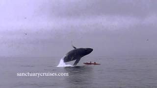 Humpback Whale Breaches on Top of Kayakers [upl. by Vite]