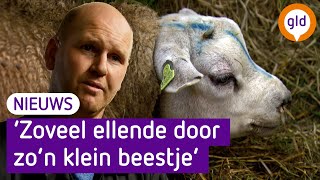 De schapen van boer Erik gaan dood aan blauwtong [upl. by Armillia]