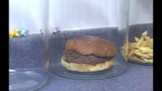 The Decomposition Of McDonalds Burgers And Fries [upl. by Iadahs]