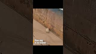 Lady saves the dog doglovers dog animals animallover animallove doglover doglove shortsfeed [upl. by Aynna]