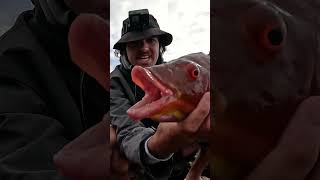 Monster Pigfish Rock Fishing [upl. by Udelle]