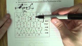 Secondary structure of proteins Beta Sheet [upl. by Eehc]