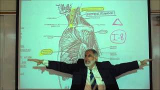 ANATOMY MUSCLES OF THE SHOULDER amp UPPER ARM by Professor Fink [upl. by Dnomde]