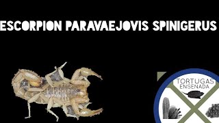 Escorpión  Paravaejovis spinigerus 🦂 [upl. by Tiphani]