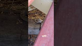 Bull snake catches a mouse on our farm [upl. by Kalfas]