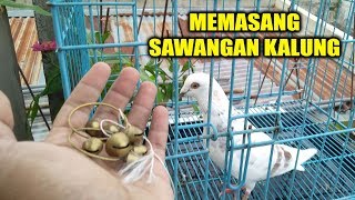 CARA PASANG SAWANGAN KALUNG KHAS LOMBOK [upl. by Lema]