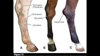 🐎 Bog Spavin in horse 🐎 Hock joint spavin 🐴 Swelling of the tibiotarsal joint of the horses hock 🐴 [upl. by Lodnar]