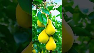 nashpati amp babugosha benefits amp difference  original fruit plant nursery [upl. by Ettenim]