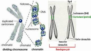 Chromosomes Functions [upl. by Amie]