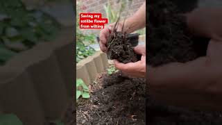 Saving astilbe plant from wilting gardening plantita happyplanting [upl. by Herriott]