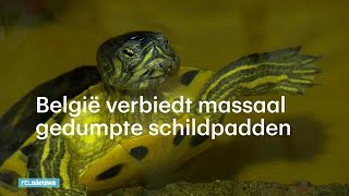 België verbiedt massaal gedumpte schildpadden  RTL NIEUWS [upl. by Mcquade]