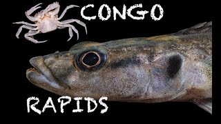 Fish of the Congo Rapids Part 1 [upl. by Nerte]