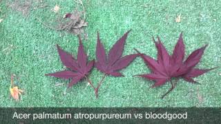 Atropurpureum vs bloodgood Diferencias [upl. by Osrit]