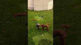 🎥 Ultimate Dog Playtime Montage Maltipoo and Yorkshire Terrier Adventures 🐾 [upl. by Jenne]