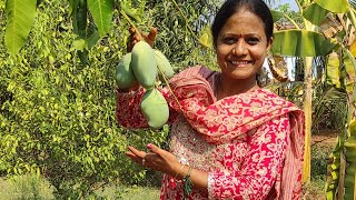 Mango harvesting in our garden l Village life  Mangoes season summer swaroopapotlapallivlogs [upl. by Valleau830]