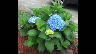 An Easy Guide for Pruning Macrophylla Hydrangea Plants [upl. by Navis]