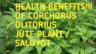 Health Benefits Of Corchorus olitorius l JUTE l Saluyot [upl. by Alayne]