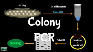 Colony PCR  Screening Bacterial Colonies With PCR [upl. by Byrdie]