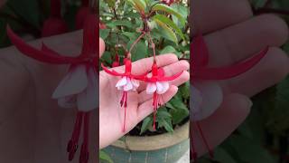 Fuchsias pendent blooms are exquisite [upl. by Aicinet]